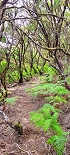 Plants: image 31 Of 208 Thumb